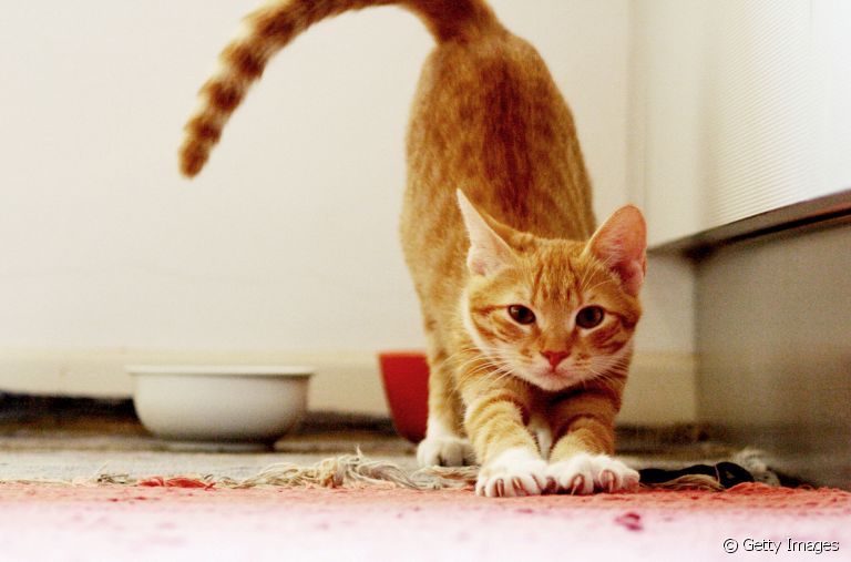 Observou seu gato com fraqueza nas pernas traseiras? Pode ser um problema de saúde!