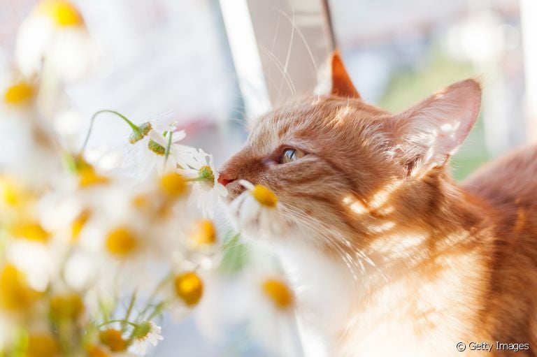 A camomila é uma das flores não-tóxicas para gatos. Veja outras opções indicadas para decorar uma casa com felinos!