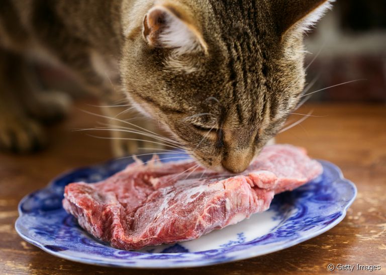 Carne crua para gatos: saiba se o alimento é liberado ou não na dieta dos felinos