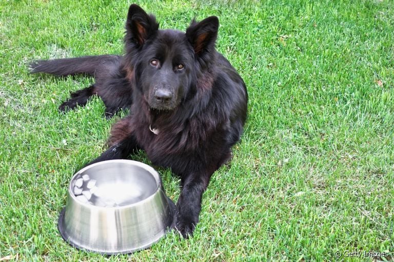 O gelo ajuda a refrescar e ainda pode ser uma brincadeira para os cachorros