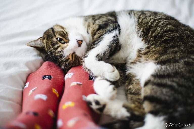 O amor de gato é demostrado nos detalhes, mas nem sempre o seu pet está apenas mostrando afeto