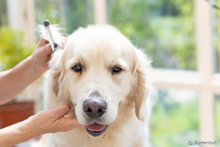 Trimming Golden: conheça mais sobre a tosa indicada para cães da raça
