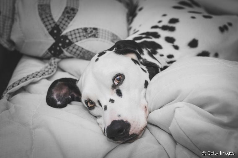 A paralisia de laringe em cães é um problema que precisa de atenção. Saiba mais