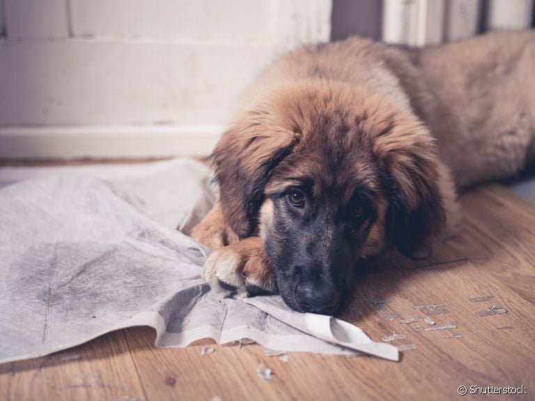 Tapete higiênico para cachorro é um item indispensável na rotina dos pets, mas alguns acham que é brinquedo