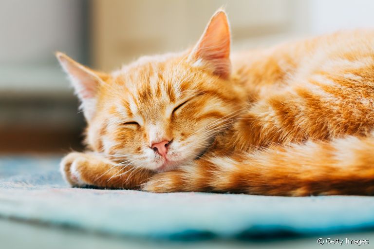 Tapete gelado para gatos: conheça mais sobre acessório que ajuda a aliviar o calor dos felinos