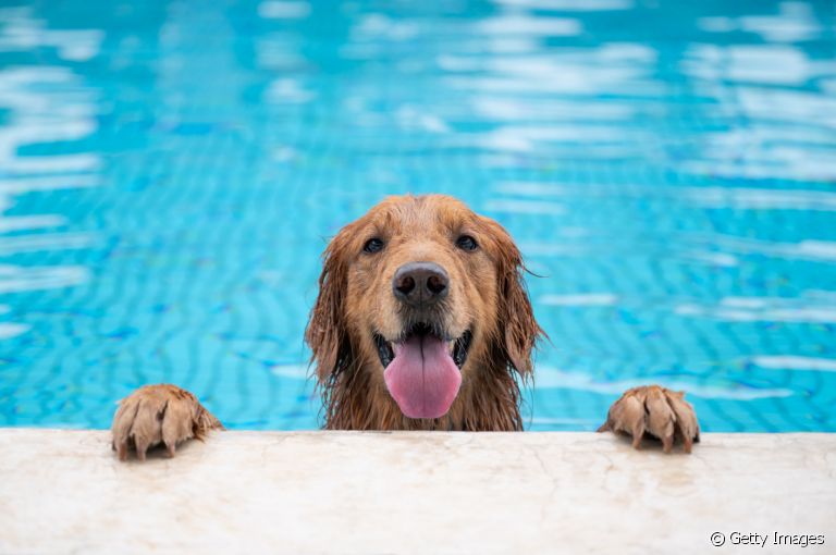 Será que todo cachorro sabe nadar? Descubra a resposta a seguir!
