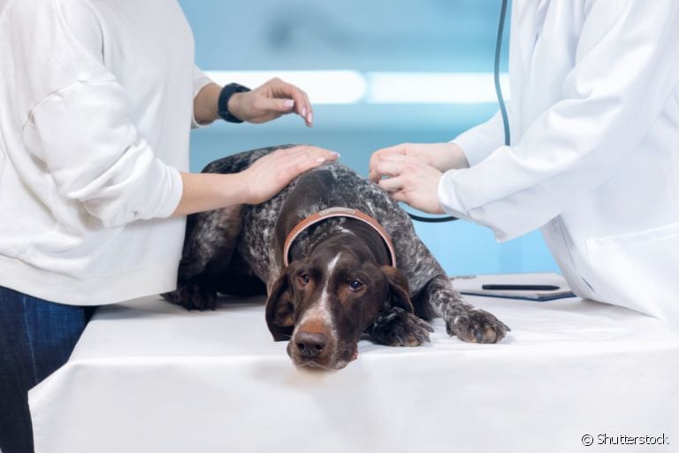A trombose em cachorro é um problema sério, saiba mais sobre a doença