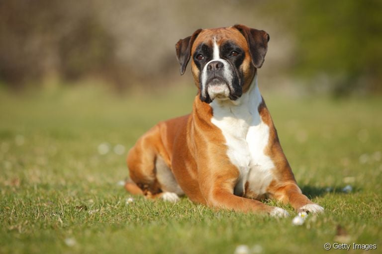 O cachorro Boxer até tem cara de bravo, mas na verdade ele é puro amor!