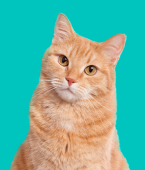 Veja em infográfico dicas infalíveis de como fazer um gato gostar de você