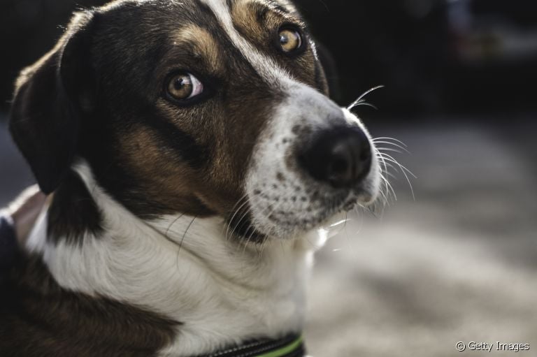 A úlcera de córnea em cães parece inofensiva, mas pode trazer graves consequências para a visão do cãozinho