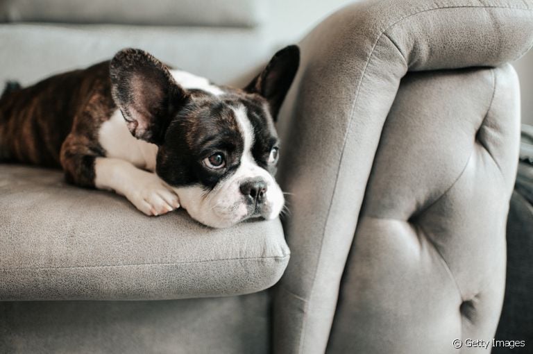 Verme em cachorro: a dirofilariose canina é uma doença bastante séria que pode comprometer a saúde dos cães