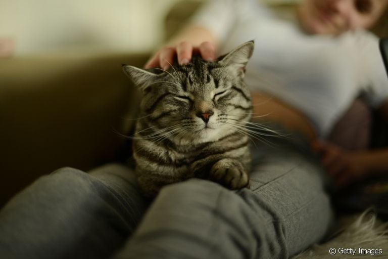 Saber onde fazer carinho no gato é muito importante para não irritar o animal