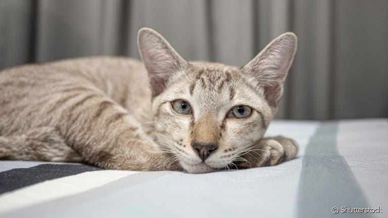 A otite em gatos pode provocar muitos desconfortos. Veja alguns cuidados para evitar o quadro!