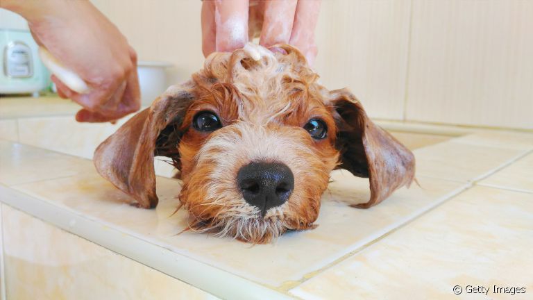 Veja como dar banho em cachorro medroso sem deixar ele mais traumatizado ainda
