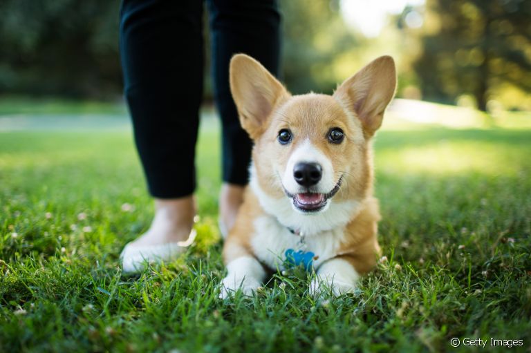 A linguagem corporal dos cães é muito rica. Aprenda a decifrar todos os sinais!