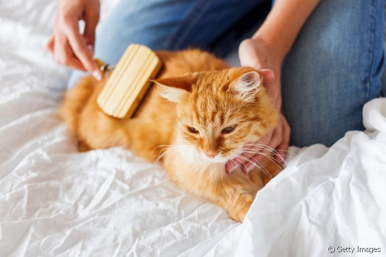 Tem alergia a gato? Veja algumas dicas para conviver bem com os felinos mesmo sendo alérgico