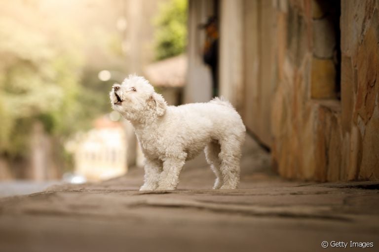 O barulho de cachorro latindo é comum em muitos lares. Saiba quais são as raças que latem mais!