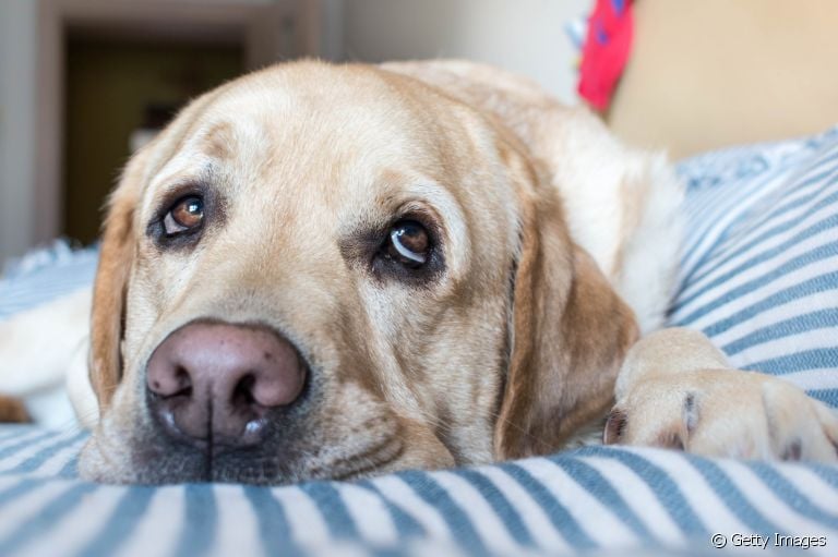 A atrofia progressiva da retina em cães é uma doença silenciosa, mas que precisa de atenção