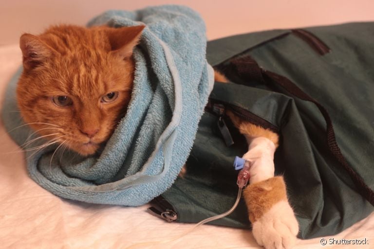 A bolsa de contenção para gatos é um acessório indicado para situações estressantes, como a aplicação de soro