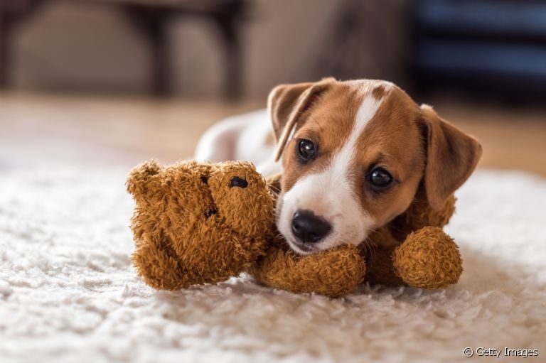 Veja algumas opções de brinquedos para cachorro filhote
