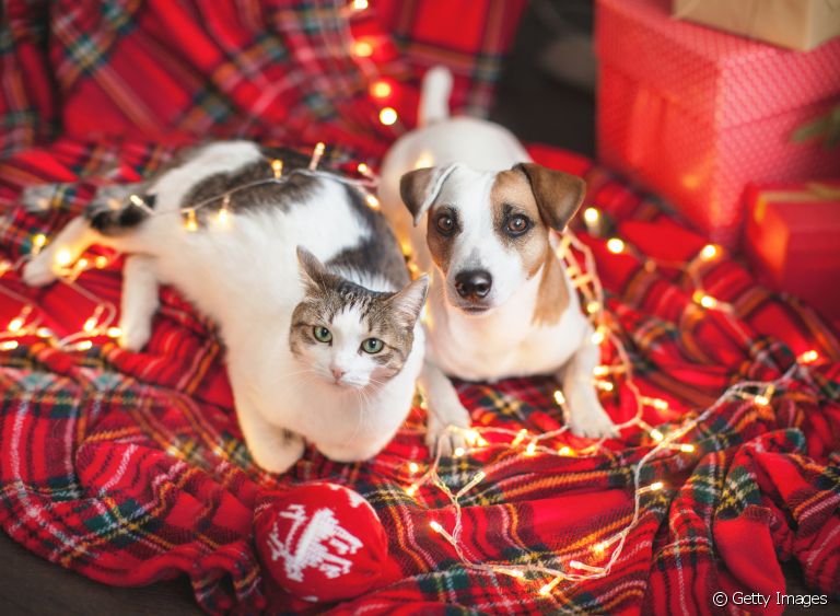 O cachorro e gato podem ser bons amigos. Veja algumas dicas para fazer isso acontecer!