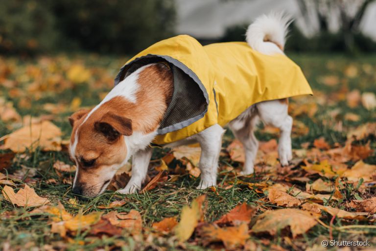 Cachorro farejando: o cheiro do ambiente oferece muitos estímulos mentais importantes para o bem-estar do pet