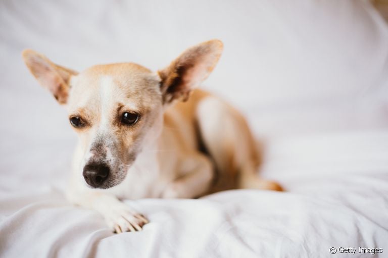 Os gases em cachorro tem diferentes motivos. Saiba mais sobre o quadro