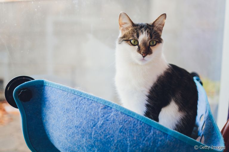 A cama de janela para gatos é um acessório que pode trazer vários benefícios aos felinos