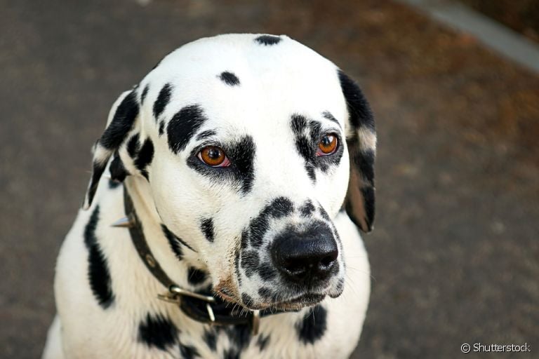 Perceber os sinais de câncer em cachorro com antecedência fará toda diferença na recuperação e tratamento do pet