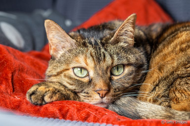 O carcinoma de células escamosas em gatos é basicamente um tipo de câncer de pele. Saiba mais sobre o problema 