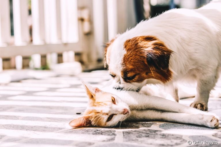 Cachorro e gato juntos: saiba quais erros devem ser evitados durante o processo de adaptação