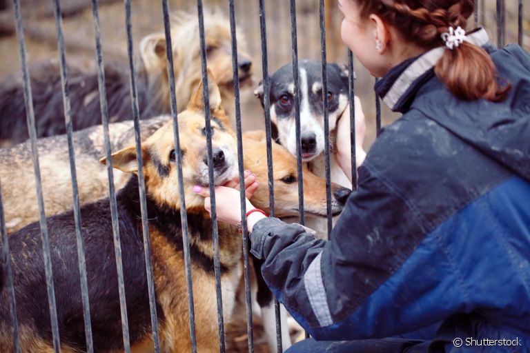 Saiba como ajudar ongs de animais além de doações em dinheiro