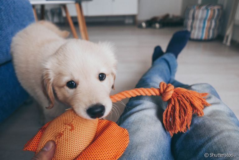 Veja algumas dicas de como brincar com cachorro filhote, seja com brinquedos ou apenas usando criatividade
