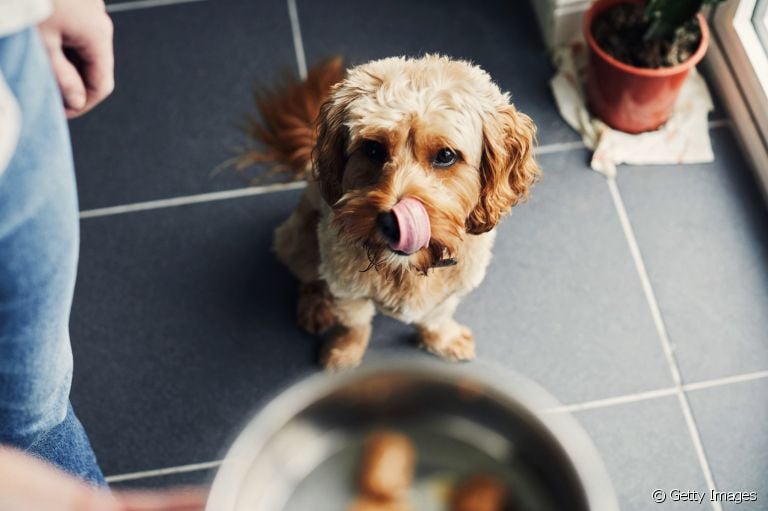 Saiba como engordar o cachorro sem prejudicar a saúde dele