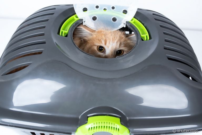 Caixa para transportar gato: entenda a diferença do modelo com abertura superior
