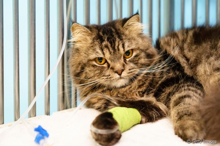 Hemodiálise em gatos: tudo o que você precisa saber sobre o procedimento