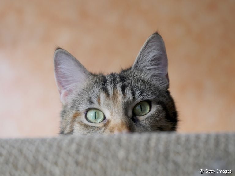 Veja os tipos de orelha do gato e aprenda a diferenciar cada um