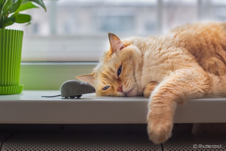 Brincadeira de gato: veja algumas opções divertidas para fazer o seu gato se movimentar mais