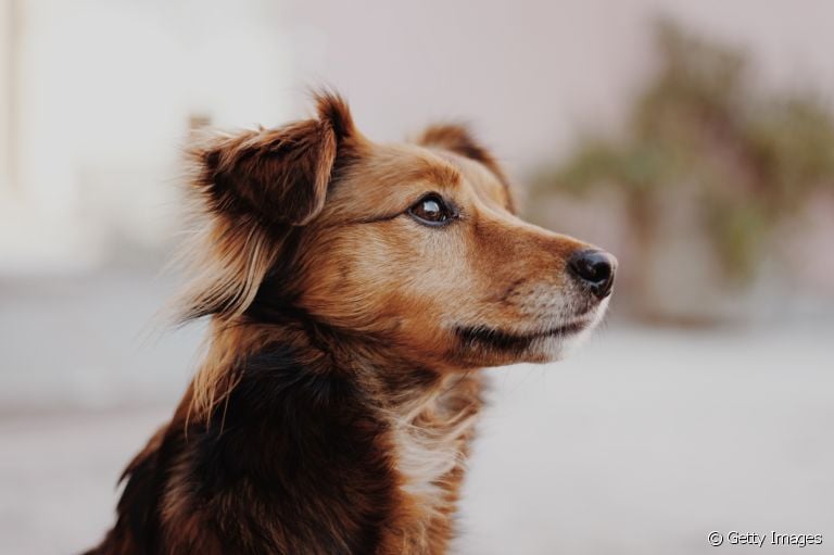 Inteligência canina: descubra como funciona o cérebro do cachorro