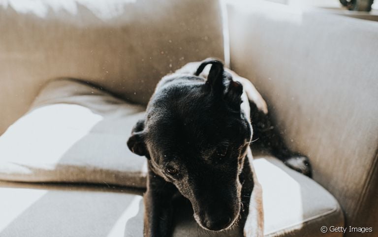 A dermatite seborreica em cachorro tem duas manifestações distintas e precisa de atenção