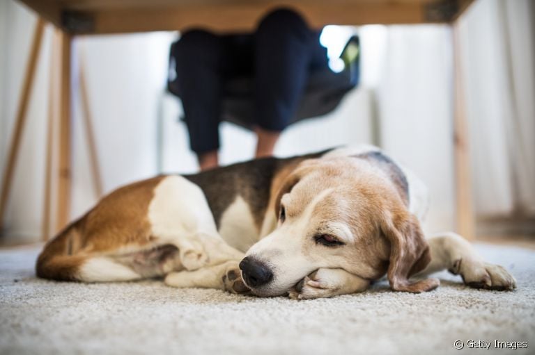 Um cachorro agitado pode ficar mais tranquilo na fase adulta? Descubra a resposta a seguir
