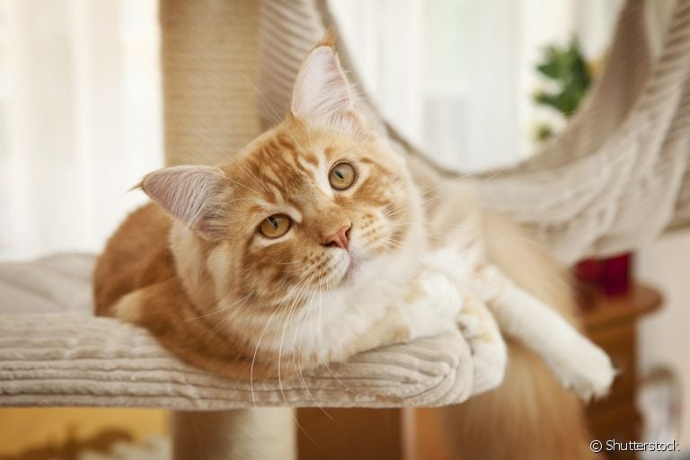 Enriquecimento ambiental: gatos adoram o arranhador com andares. Confira outras opções!