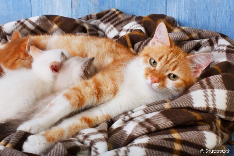 Cuidados pós parto de gato: sane todas as dúvidas sobre a amamentação felina