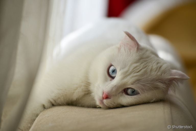 O gato branco de olhos azuis é muito encantador, mas será que a raça do felino determina a cor dos olhos?