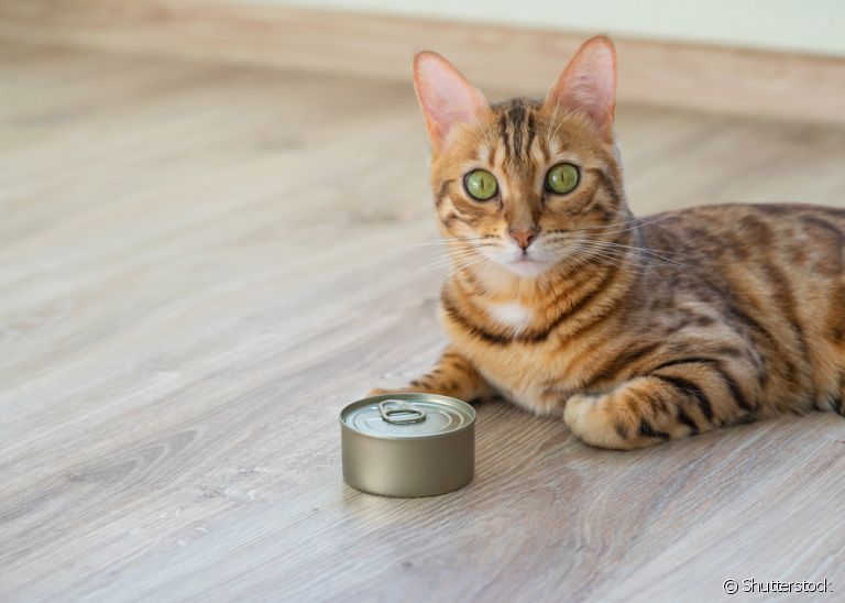 Atum para gatos: descubra se o alimento é liberado