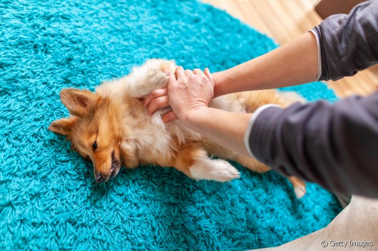 Saiba as causas do infarto em cachorro e o que fazer diante dessa situação