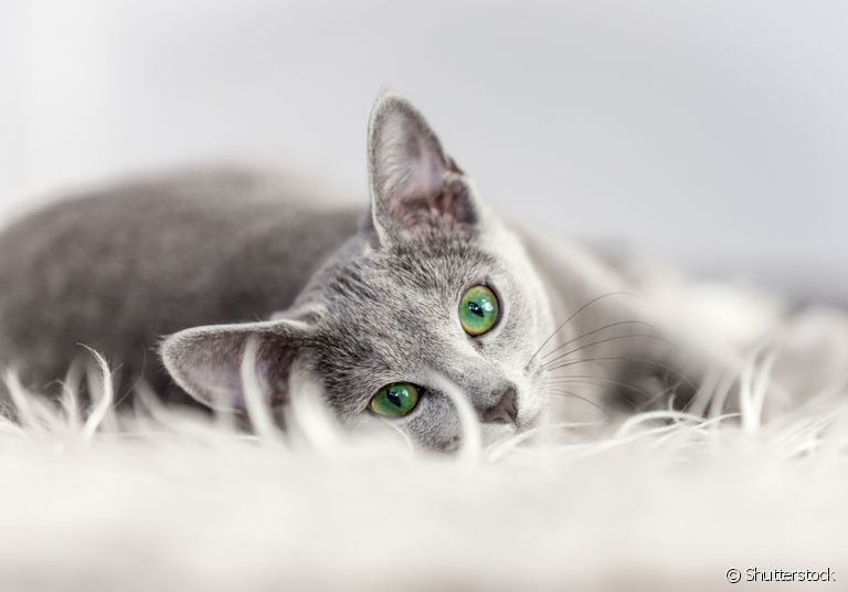 Mastite felina: essa grave doença merece atenção dos tutores! Saiba como prevenir e cuidar