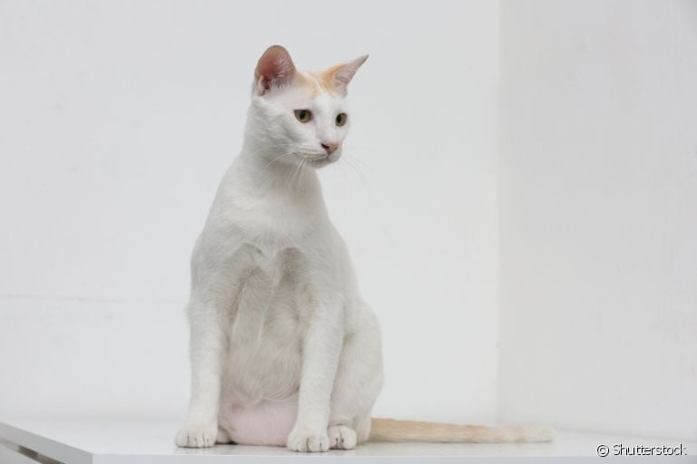 Saiba o que é bolsa primordial e sua função no corpo dos felinos