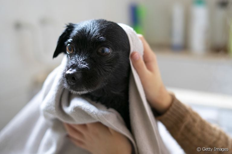 O banho em cachorro, assim como o uso de produtos específicos, é uma ótima forma de cuidar do pelo do seu amigo