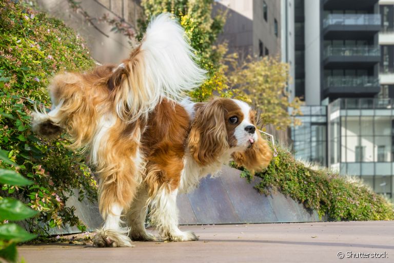 Como fica cachorro castrado? Saiba se o comportamento de levantar a perna para fazer xixi continua ou não